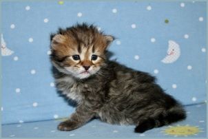 Male Siberian Kitten from Deedlebug Siberians